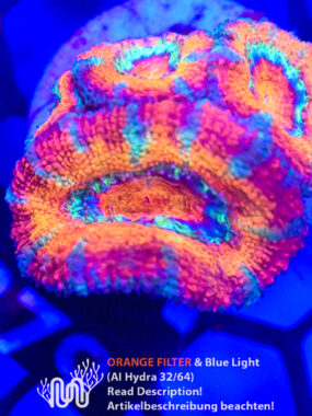 Acanthastrea, Koralle, LPS, Steinkoralle