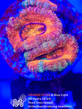 Acanthastrea, Koralle, LPS, Steinkoralle