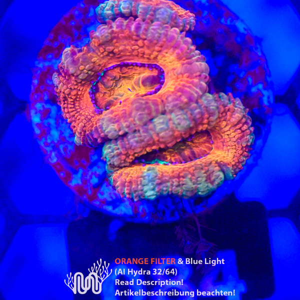 Acanthastrea 084 Acanthastrea, Koralle, LPS, Steinkoralle