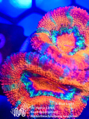 Acanthastrea, Koralle, LPS, Steinkoralle