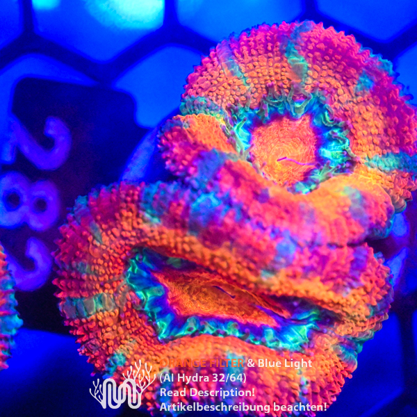 Acanthastrea 282 Acanthastrea, Koralle, LPS, Steinkoralle