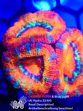 Acanthastrea, Koralle, LPS, Steinkoralle