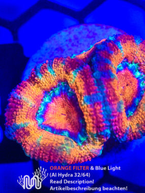 Acanthastrea, Koralle, LPS, Steinkoralle