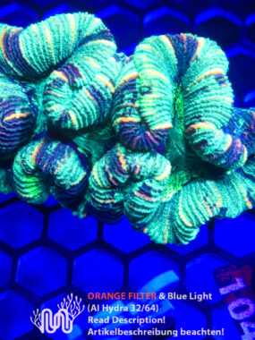 Trachyphyllia, Koralle, LPS, Steinkoralle