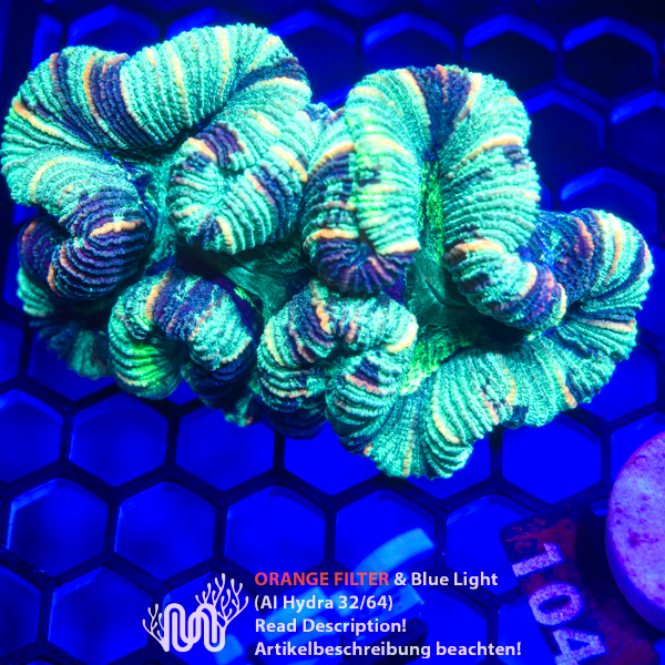 Trachyphyllia 104 Trachyphyllia, Koralle, LPS, Steinkoralle