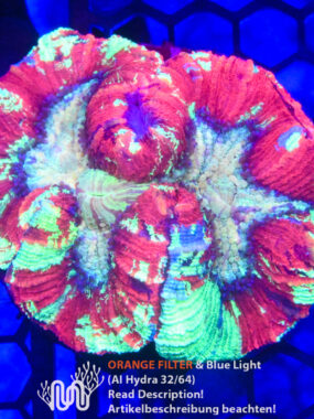 Trachyphyllia, Koralle, LPS, Steinkoralle