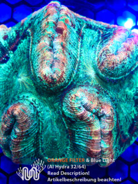 Trachyphyllia, Koralle, LPS, Steinkoralle