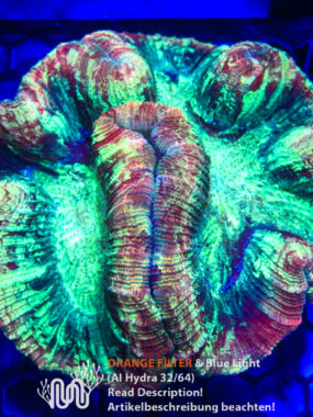 Trachyphyllia, Koralle, LPS, Steinkoralle