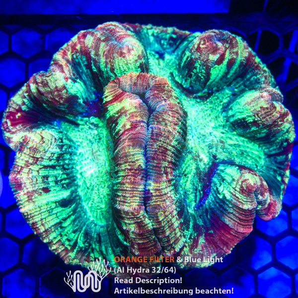 Trachyphyllia 348 Trachyphyllia, Koralle, LPS, Steinkoralle